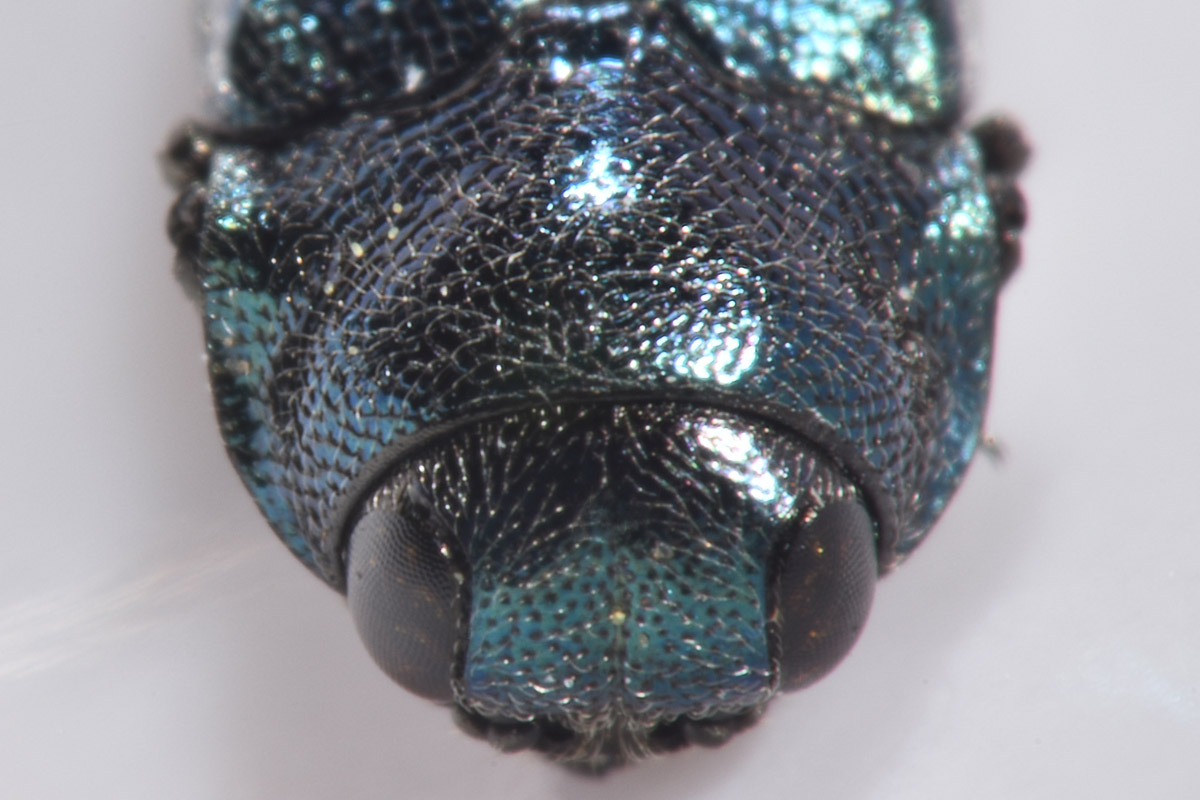 Buprestidae: Meliboeus parvulus (= violaceus)